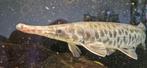Florida gar 60cm, Dieren en Toebehoren, Vis, Zoetwatervis