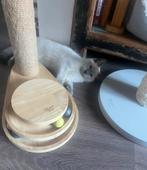 2Kittens mix ragdoll/britsekorthaar vrouwtje en mannetjw, Dieren en Toebehoren, Katten en Kittens | Raskatten | Langhaar, Poes