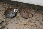 4-4 Montezuma kwartels 2025, Dieren en Toebehoren, Vogels | Overige Vogels, Meerdere dieren, Tropenvogel, Geringd