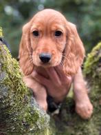 Knappe gezonde Cocker Spaniel reutjes., Nederland, Reu, CDV (hondenziekte), 8 tot 15 weken
