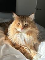 Siberische boskat (Raszuiver) zoekt een fijne, nieuwe plek, Kater, Gechipt, 6 jaar of ouder