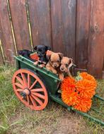 Chihuahua x pincher pups, 8 tot 15 weken, Meerdere, Meerdere dieren, Chihuahua