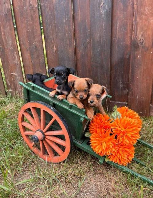 Chihuahua x pincher pups LAATSTE 2 teefjes, Dieren en Toebehoren, Honden | Chihuahua's en Gezelschapshonden, Meerdere dieren, Chihuahua
