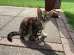 Kittens, Dieren en Toebehoren, Meerdere dieren