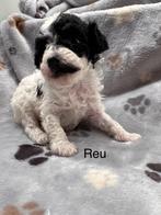 Harlekijn toypoedel dwergpoedel reu 30 december mag hij weg, Dieren en Toebehoren, Honden | Chihuahua's en Gezelschapshonden, Poedel