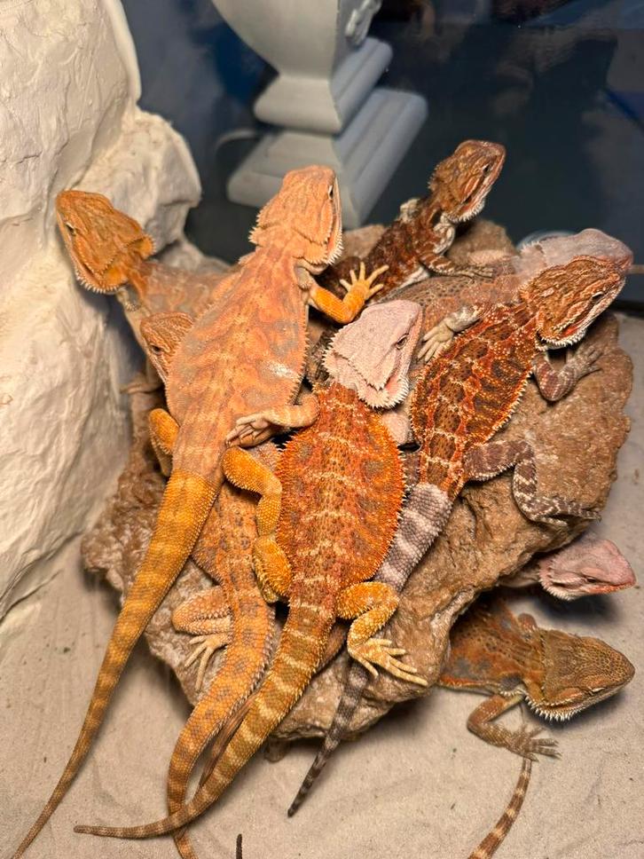 Baardagamen jonkies mannen en vrouwen, Dieren en Toebehoren, Reptielen en Amfibieën, Amfibie, 0 tot 2 jaar