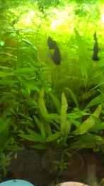 Planten afknipsels van een aquarium, Dieren en Toebehoren, Vissen | Aquaria en Toebehoren, Ophalen, Nieuw, Plant(en), Steen of Hout