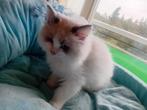 Te koop, Dieren en Toebehoren, Kater, Met stamboom