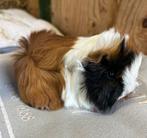Jong cavia vrouwtje (peruvian x borstel ), December, Vrouwelijk, Cavia
