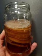 Kombucha scoby, Diversen, Levensmiddelen, Ophalen
