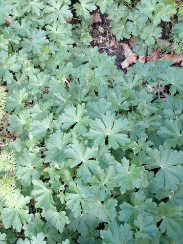 Geranium cantabrigiense Biokovo en Cambridge,  door elkaar beschikbaar voor biedingen