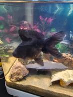 Sluierstaart vis, Ophalen of Verzenden, Overige onderwerpen