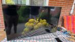 Smart TV SAMSUNG 4k 43'' (broken  screen) - UE43TU7172U, Audio, Tv en Foto, Televisies, Ophalen, Gebruikt, 100 cm of meer, Samsung