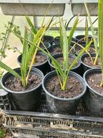 Kamerplant Dadelpalm zaailingen, Palm, Ophalen of Verzenden, In pot, Minder dan 100 cm