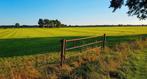 Weiland te huur gezocht in of rondom Westerlee, Dieren en Toebehoren, Stalling en Weidegang, Weidegang, 2 of 3 paarden of pony's
