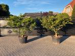 Japanse esdoorn Acer palmatum Yatsubusa mikawa XL, Vaste plant, Bloeit niet, Halfschaduw, Ophalen