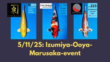 koi izumiya ooya marusaka beschikbaar voor biedingen