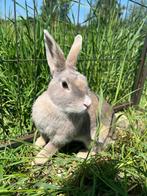 Malteser zoekt een huisje! (gevaccineerd), Dieren en Toebehoren, Konijnen, Vrouwelijk, Middelgroot, 3 tot 5 jaar