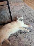 Ragdoll Mama poes, Dieren en Toebehoren, Katten en Kittens | Overige Katten, Poes