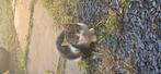 Kitten Looking for a Home, Dieren en Toebehoren, Katten en Kittens | Raskatten | Korthaar, Kater