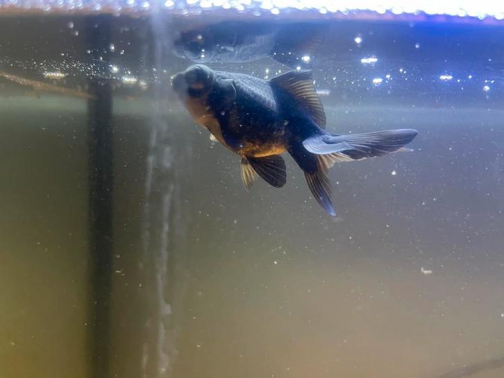 Vis met alle toebehoren, Dieren en Toebehoren, Vissen | Aquariumvissen, Zoetwatervis, Vis