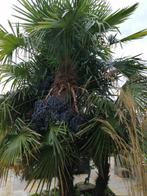 Palm boom zaden winterhard tot min - 15 graden 50 stuks voor, Volle zon, Ophalen of Verzenden, Palmboom