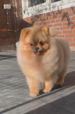 Pomeranain teefje mini exclusief fci stamboom, Keeshond, 15 weken tot 1 jaar, Teef, Parvo