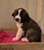 Prachtige kaukasiche herdershond pups te koop, Dieren en Toebehoren, Overige rassen, 8 tot 15 weken, CDV (hondenziekte), Meerdere