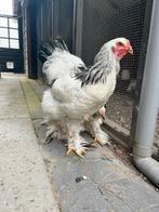 Brahma haan columbia, Dieren en Toebehoren, Pluimvee, Mannelijk, Kip