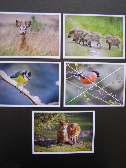 Natuurkaarten: Pieter van Vollenhoven, Fonds Slachtofferhulp, Verzamelen, Foto's en Prenten, Nieuw, Foto, Natuur, 1980 tot heden
