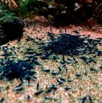 High Grade Blue Dream Garnalen 🔥SALE🔥🦐💙, Dieren en Toebehoren, Vissen | Aquariumvissen, Kreeft, Krab of Garnaal