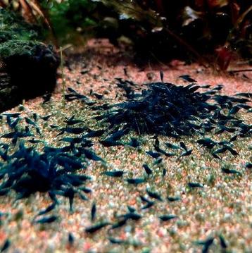 High Grade Blue Dream Garnalen 🔥SALE🔥🦐💙 beschikbaar voor biedingen