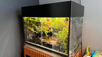 Paludarium 80lx50dx65h compleet beschikbaar voor biedingen