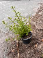 OPRUIMING €1 POTENTILLA / WEIGELIA, Ophalen of Verzenden, Overige soorten, Minder dan 100 cm
