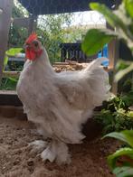 Mooie tamme parelgrijze Cochin kriel haan te koop, 13 wk, Dieren en Toebehoren, Pluimvee, Mannelijk, Kip