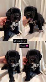 Puppy labrador x Friese stabij, Dieren en Toebehoren, Honden | Retrievers, Spaniëls en Waterhonden, 8 tot 15 weken, Labrador retriever