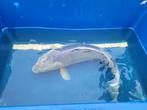 Japanse Koi, Karper of Koi