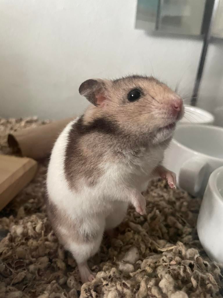 Goudhamster te koop afhalen, Dieren en Toebehoren, Knaagdieren, Hamster, Vrouwelijk, Januari, Tam