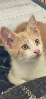 Nog mooie kruizing maincoon katertjes, Kater, Ontwormd