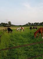 Opfok hengsten en merries, Dieren en Toebehoren, Stalling en Weidegang, Opfok
