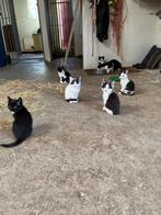 super leuke kittens, Meerdere dieren, Kortharig, 0 tot 2 jaar