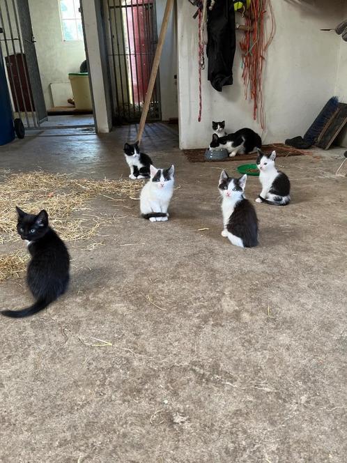 super leuke kittens, Dieren en Toebehoren, Katten en Kittens | Overige Katten, Kortharig, Meerdere dieren, 0 tot 2 jaar