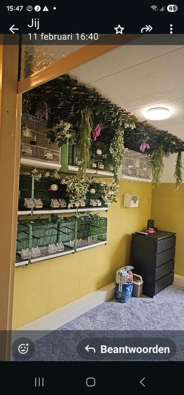 Kweekkooien groen 60/30/30 beschikbaar voor biedingen