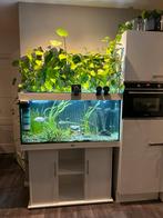 Compleet aquarium 350liter juwel rio met led verlichting, Ophalen, Gevuld zoetwateraquarium