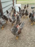 Prachtige Barnevelders blauw gezoomde hanen groot, Dieren en Toebehoren, Pluimvee, Mannelijk, Kip