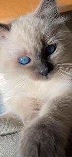 September adopteren Siberische Neva Masquerade hypoallergeen, Meerdere dieren, Langharig, 0 tot 2 jaar
