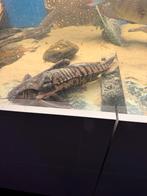 Irwini catfish 45 cm, Dieren en Toebehoren, Vissen | Aquariumvissen, Vis