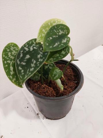 scindapsus pictus argyraeus  beschikbaar voor biedingen
