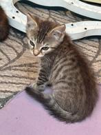 Nog 2 schatjes over half bengaal, Dieren en Toebehoren, Katten en Kittens | Overige Katten