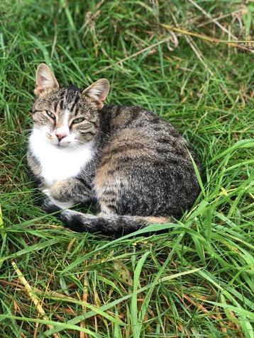 Prachtige kittens beschikbaar voor biedingen